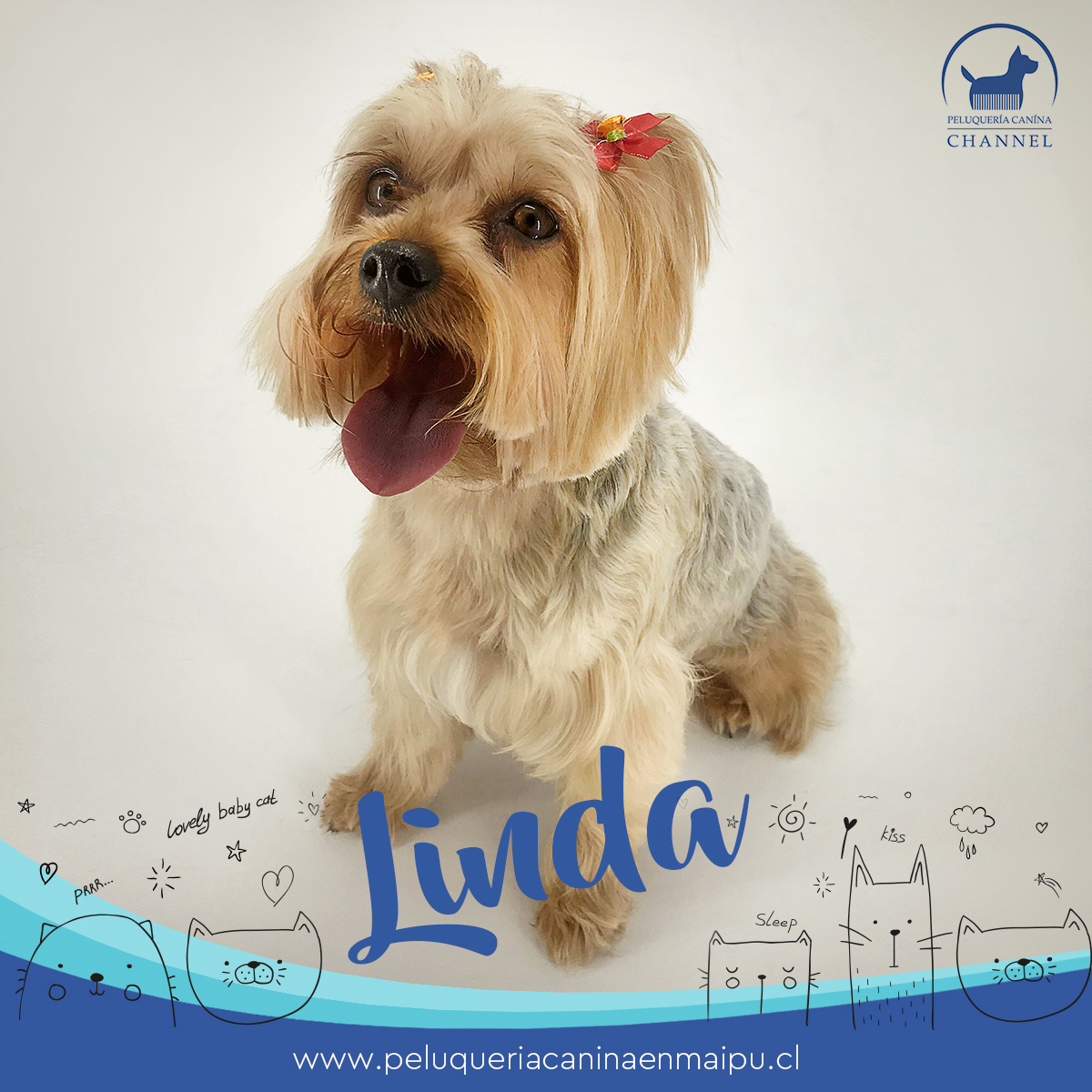 Luna Peluquería Canina Maipú