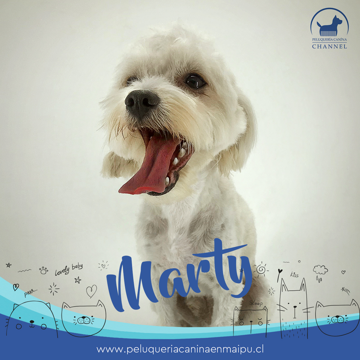 Rocky Peluquería Canina Maipú