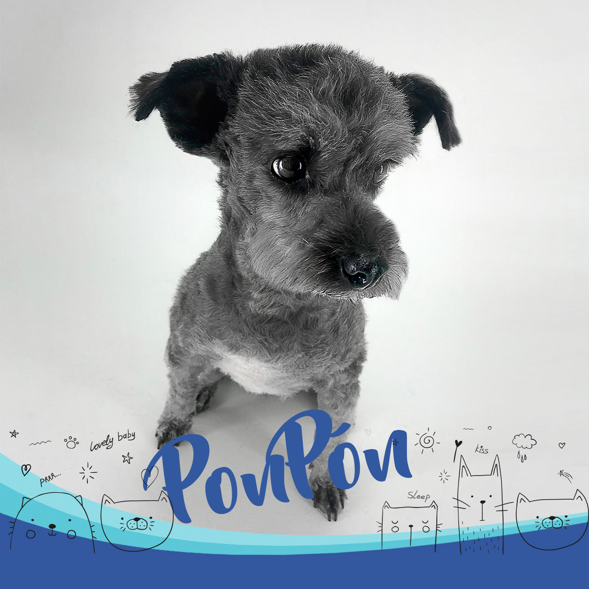 Bella Peluquería Canina Maipú