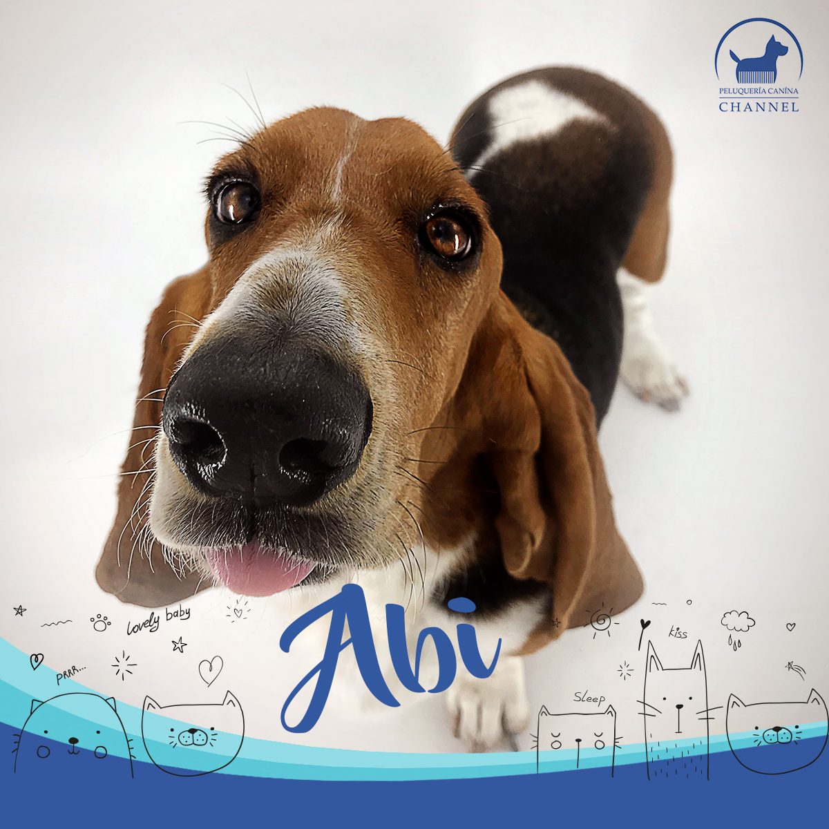 Milo Peluquería Canina Maipú