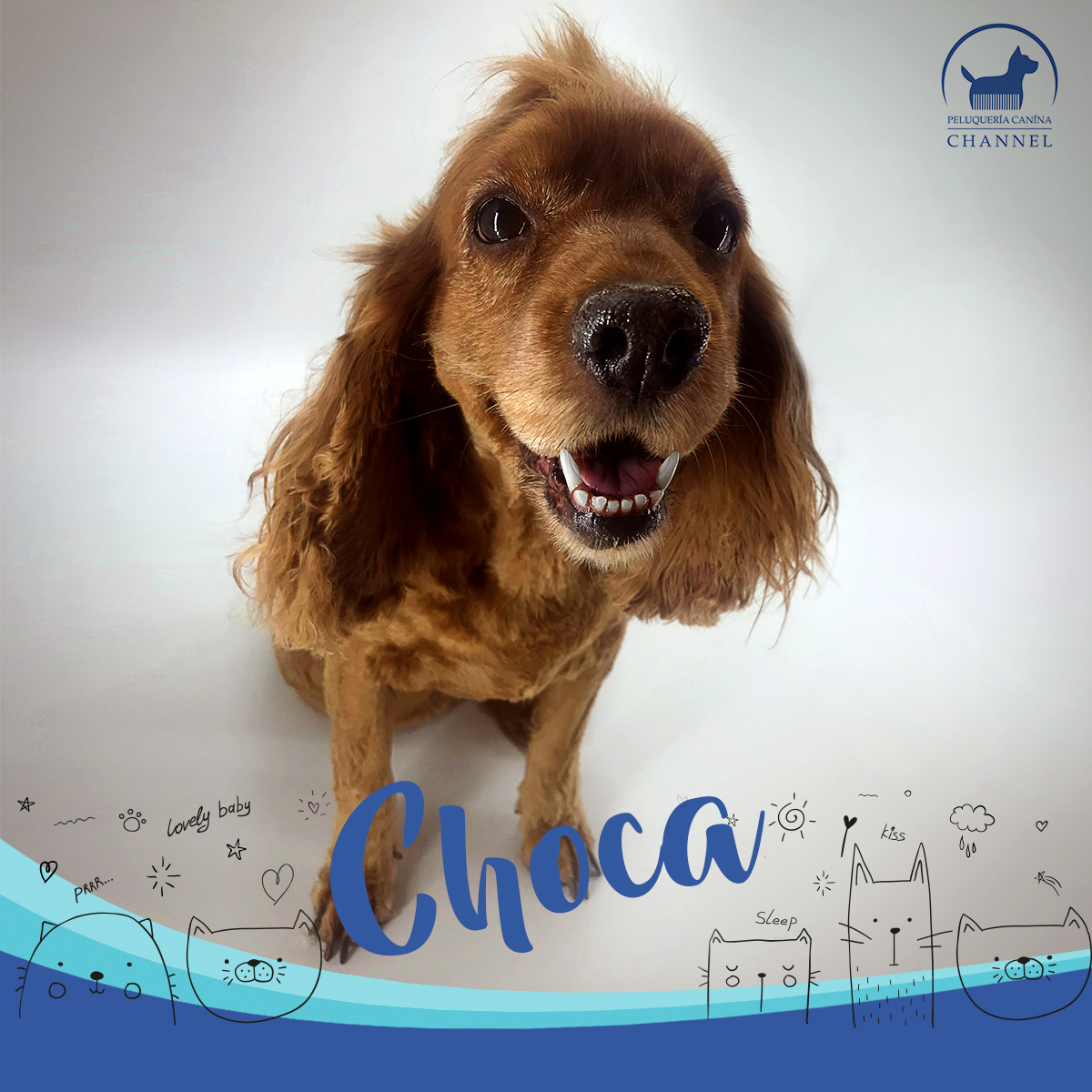 Coby Peluquería Canina Maipú
