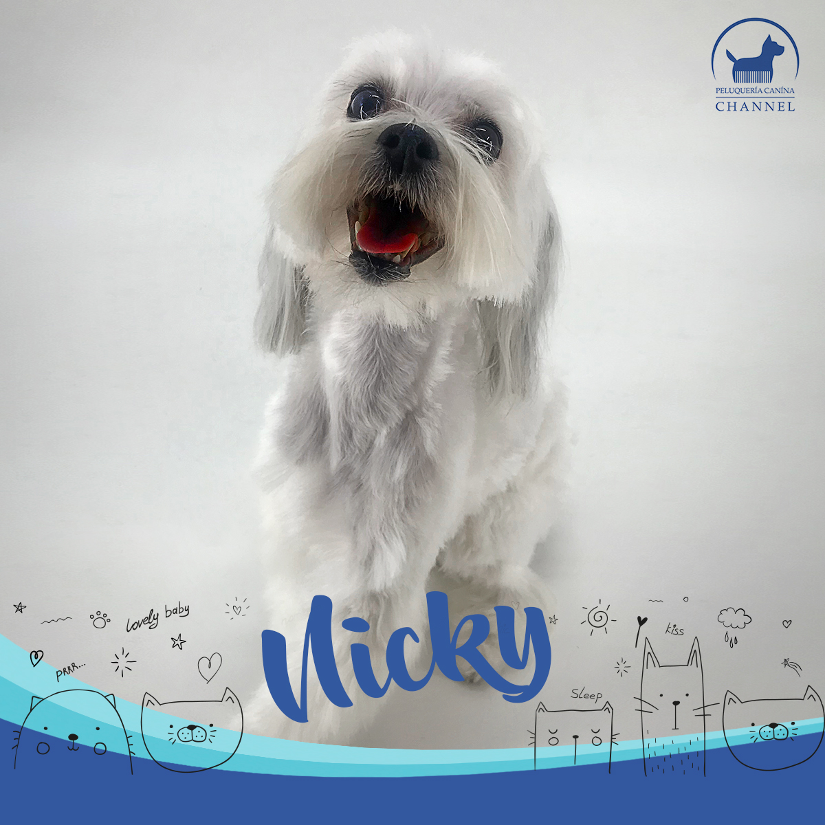 Kira Peluquería Canina Maipú