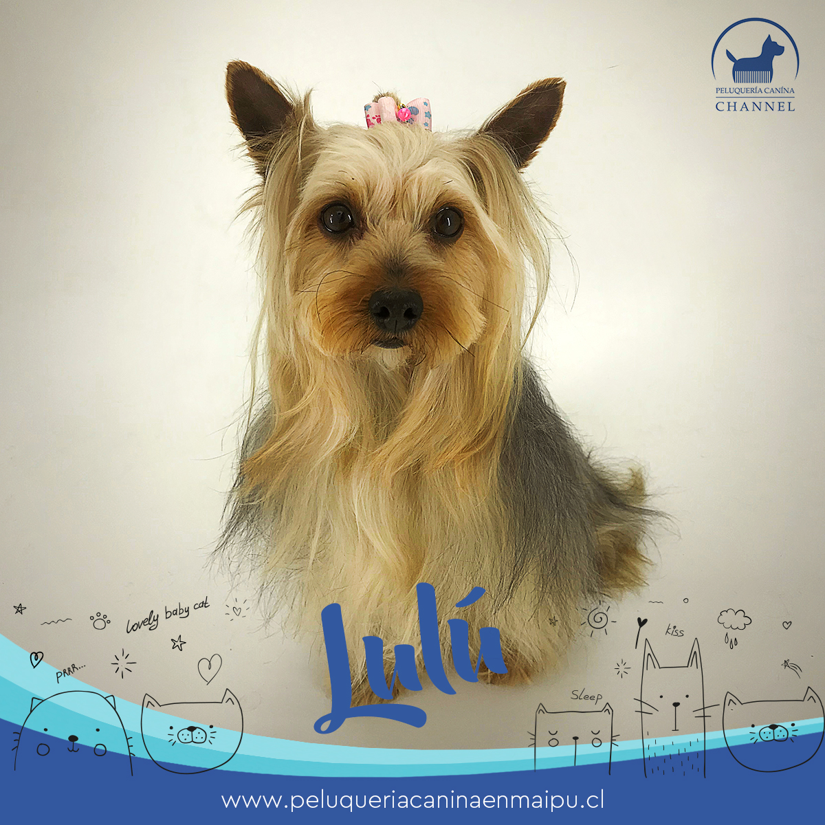 Max Peluquería Canina Maipú